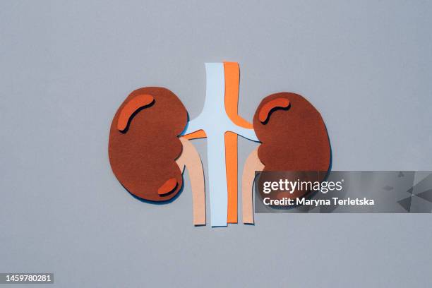 human kidneys on a gray background. human anatomy. human organs. health. healthcare. mockup of human kidneys cut out of paper. an alternative view of human anatomy. - human kidney stockfoto's en -beelden