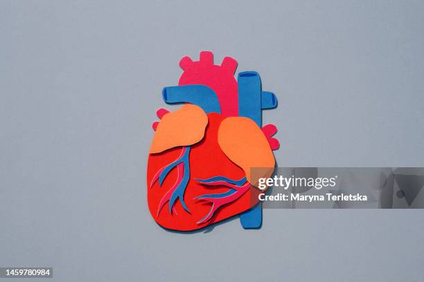 human heart on a gray background. human anatomy. human organs. health. healthcare. layout of a human heart cut out of paper. an alternative view of human anatomy. - atrium heart stock pictures, royalty-free photos & images