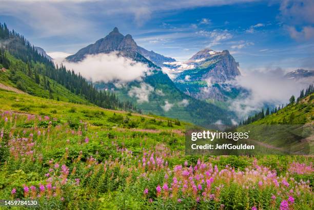 mounts oberlin, cannon and meadow of fireweed - going to the sun road stock pictures, royalty-free photos & images