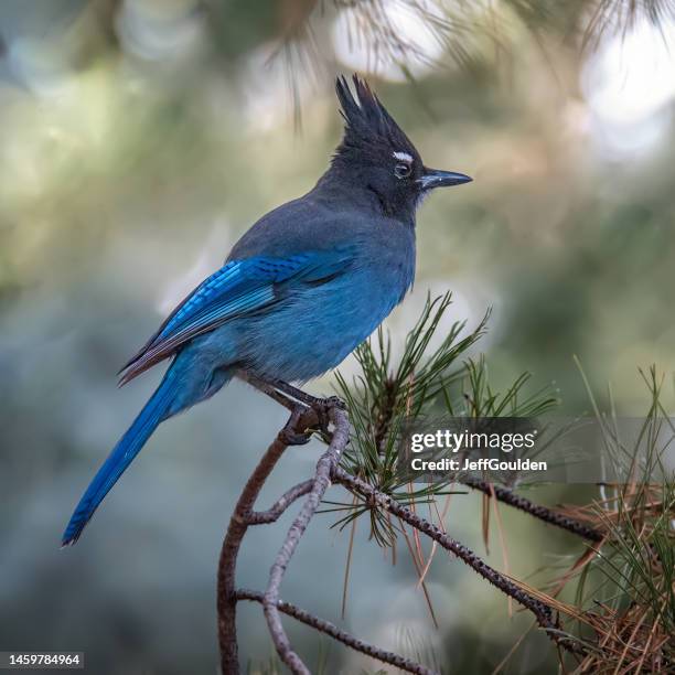 steller's jay perched on a branch - jay bird stock pictures, royalty-free photos & images