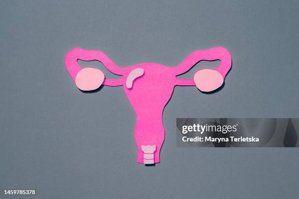 female uterus with appendages on a gray background. human anatomy. human organs. health. healthcare. model of the female uterus with appendages cut out of paper. an alternative view of human anatomy. - cervix fotografías e imágenes de stock