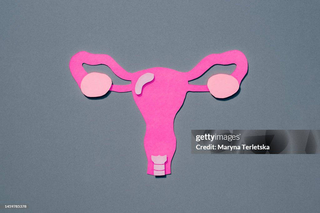 Female uterus with appendages on a gray background. Human anatomy. Human organs. Health. Healthcare. Model of the female uterus with appendages cut out of paper. An alternative view of human anatomy.