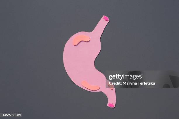 human stomach on a gray background. human anatomy. human organs. health. healthcare. model of a human stomach cut out of paper. an alternative view of human anatomy. - magen eines menschen stock-fotos und bilder