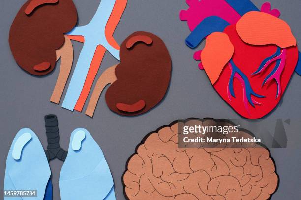 human organs on a gray background. human anatomy. human organs. health. healthcare. model of human organs cut out of paper. an alternative view of human anatomy. - organe interne humain photos et images de collection