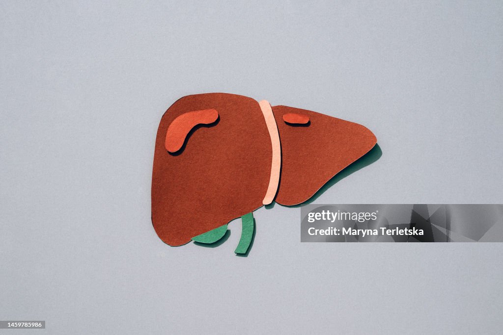 Human liver on a gray background. Human anatomy. Human organs. Health. Healthcare. Paper cut model of a human liver. An alternative view of human anatomy.