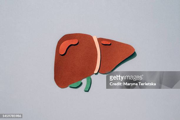 human liver on a gray background. human anatomy. human organs. health. healthcare. paper cut model of a human liver. an alternative view of human anatomy. - gall bladder stock pictures, royalty-free photos & images