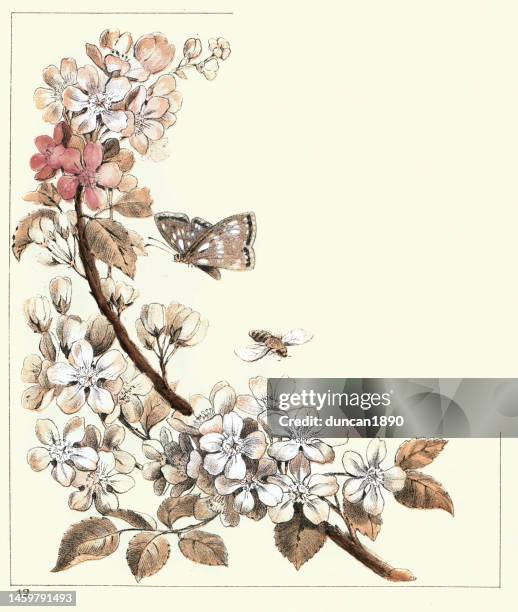 ilustraciones, imágenes clip art, dibujos animados e iconos de stock de la flor del manzano atrae mariposas y abejas, insectos, arte victoriano de la naturaleza, siglo 19 - apple blossom tree