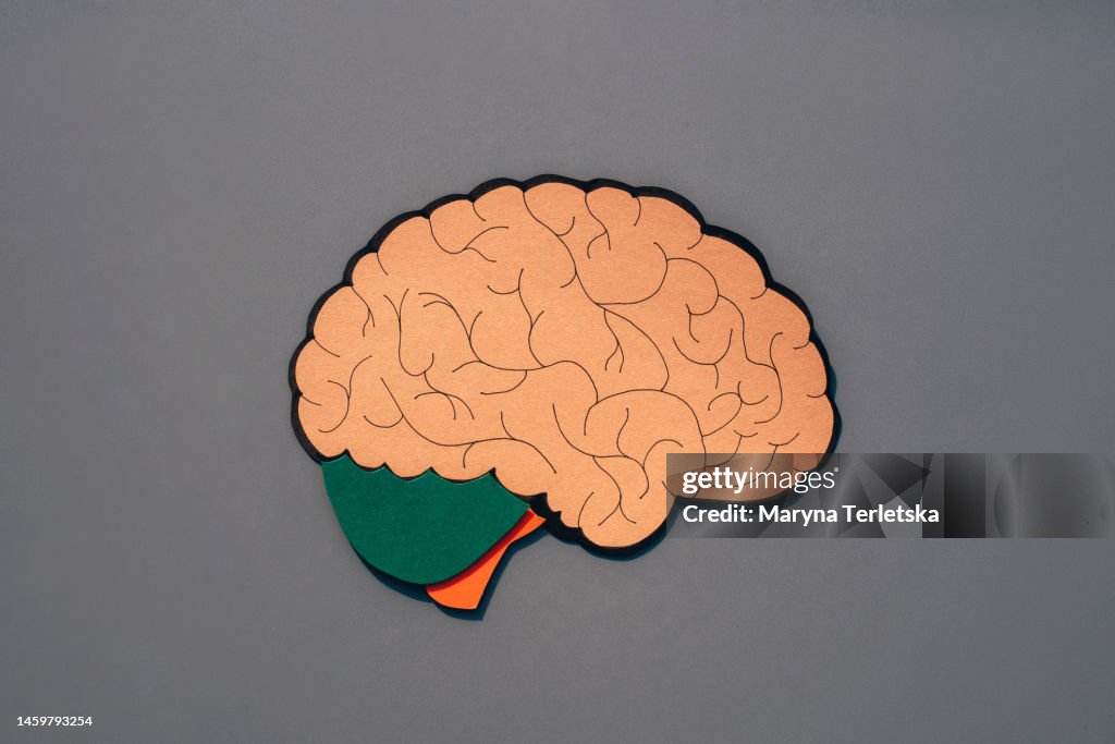 Human brain on a gray background. Human anatomy. Human organs. Health. Healthcare. Model of the human brain cut out of paper. An alternative view of human anatomy.