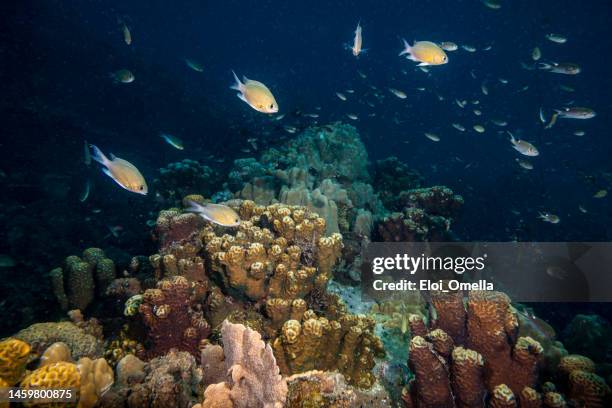 coral reef in thailand - koh tao thailand stock pictures, royalty-free photos & images