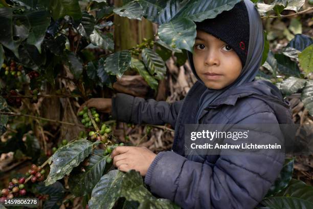 Children work with their families to pick the ripe coffee cherries on a coffee farm, January 17 in rural Yali, Nicaragua.