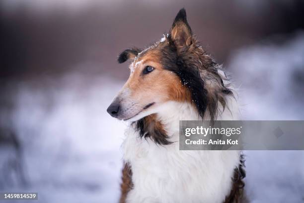 scottish collie shepherd (rough collie) portrait - anita stock pictures, royalty-free photos & images