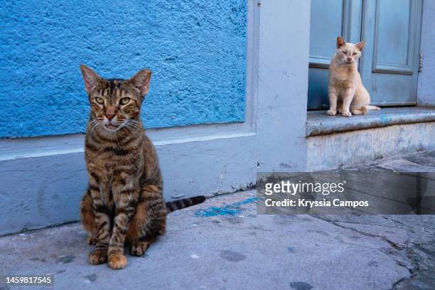 two stray cats walks on sidewalk - stray animal stock-fotos und bilder