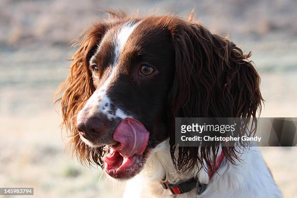 english springer spaniel licking her face - english springer spaniel stock pictures, royalty-free photos & images