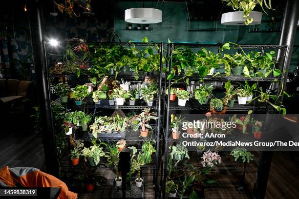 Marigold in Denver on Thursday, January 26, 2023. Marigold is a plant store and bar in the Five Points Neighborhood. It will open for business next...