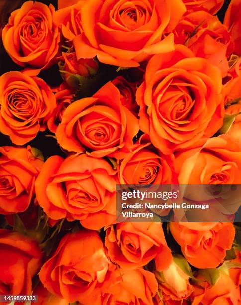 close up of small bright orange coloured  roses - bouquet orange ストックフォトと画像