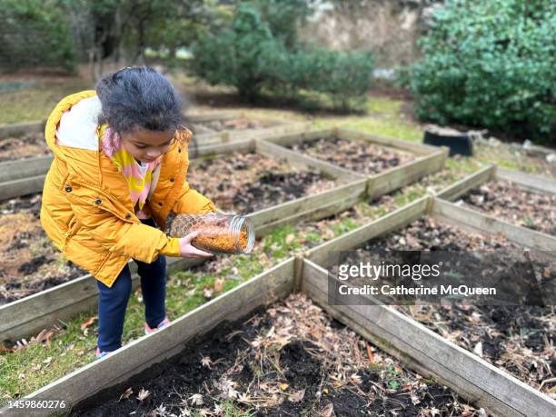 young mixed-race girl pours compost made from food waste recycling machine in vegetable garden - compost garden stockfoto's en -beelden