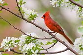 Northern Cardinal bird resting on a branch