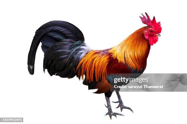 male red and black bantam on white background. isolate - rooster stock pictures, royalty-free photos & images