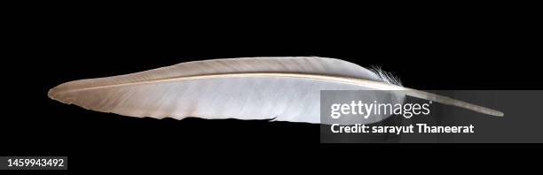 white feathers on a black background - federn stock-fotos und bilder