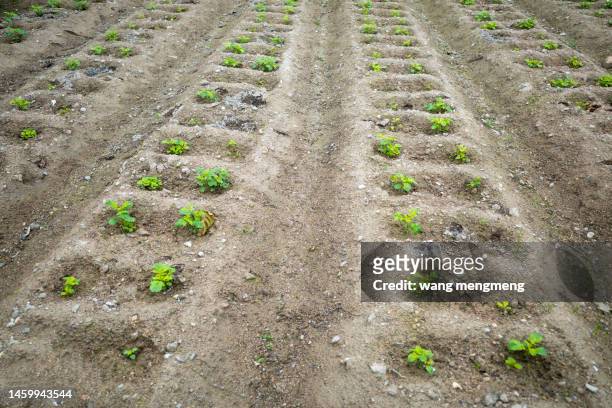 vegetable field - food contamination stock pictures, royalty-free photos & images