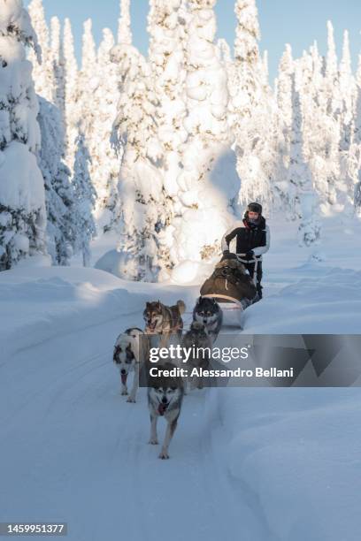 sleddog in a snowy forest, lapland, finland - finnland winter stock-fotos und bilder