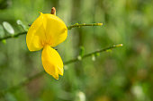 Close up yellow flowers of Cytisus scoparius, common broom or Scotch broom. Family Fabaceae, Spring,