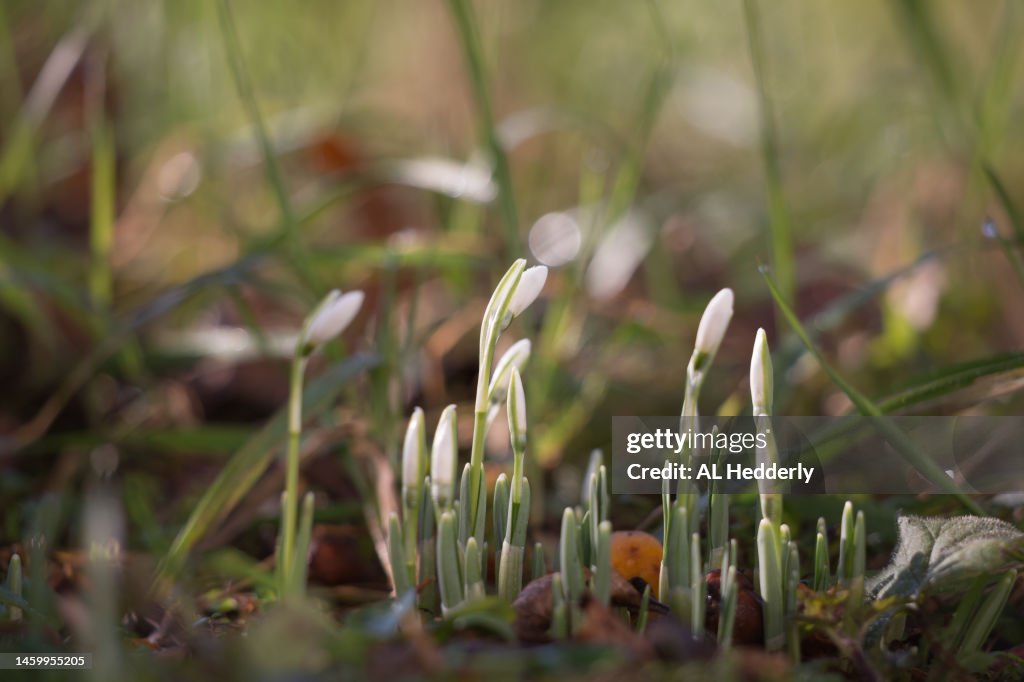 Close-up of emerging snowdrops