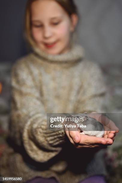le hamster gris est assis sur les mains tendues de la fille - pet rat photos et images de collection