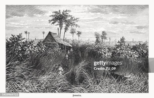 historische ansicht von sumatra, indonesien, holzstich, veröffentlicht 1899 - insel sumatra stock-grafiken, -clipart, -cartoons und -symbole