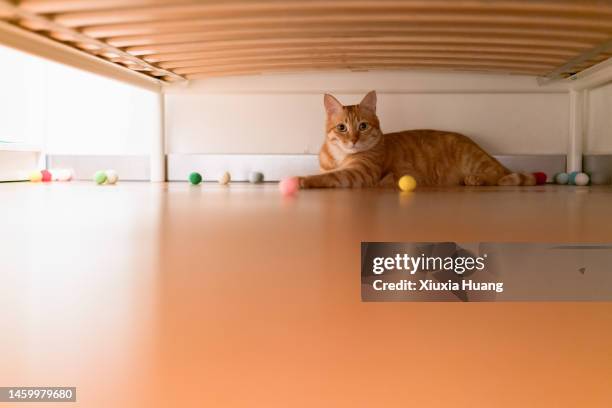 tabby cat under bed - cat hiding under bed stock pictures, royalty-free photos & images