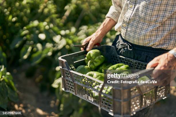 senior hold a basket with fresh organic vegetables - farmers fotografías e imágenes de stock