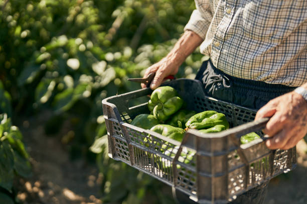 Picking vegetables