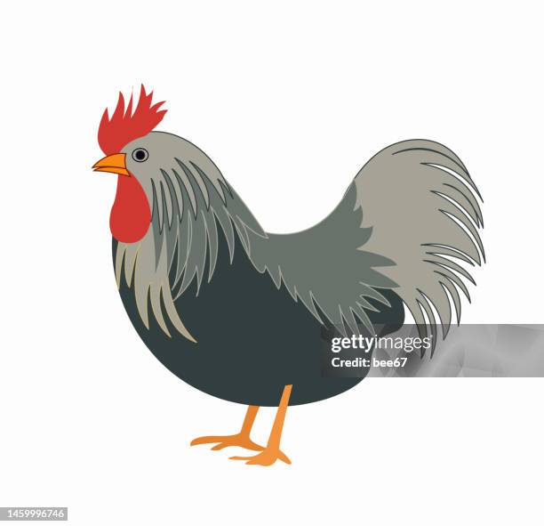 rooster logo vector illustration template . - free range egg stock illustrations