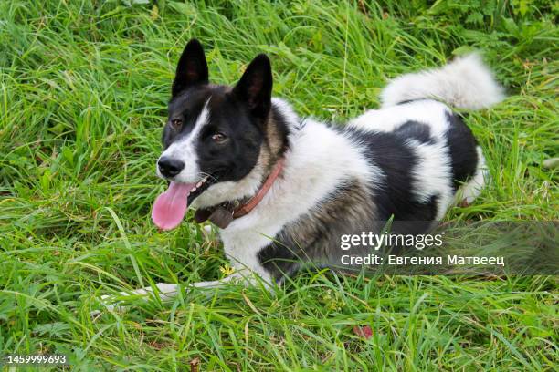 karelian bear dog or russian laika dog black and white color for hunting. husky dog lies on meadow. - russian bear dog photos et images de collection