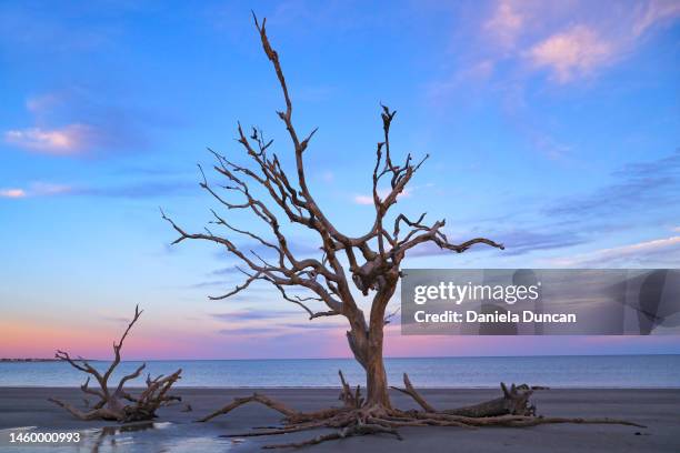 still standing - jekyll island stock pictures, royalty-free photos & images