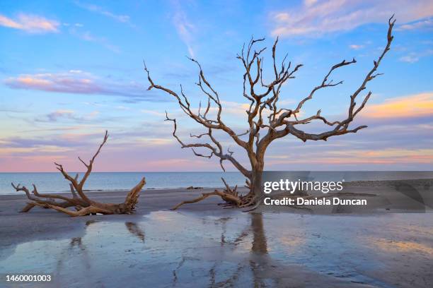 still standing - driftwood foto e immagini stock