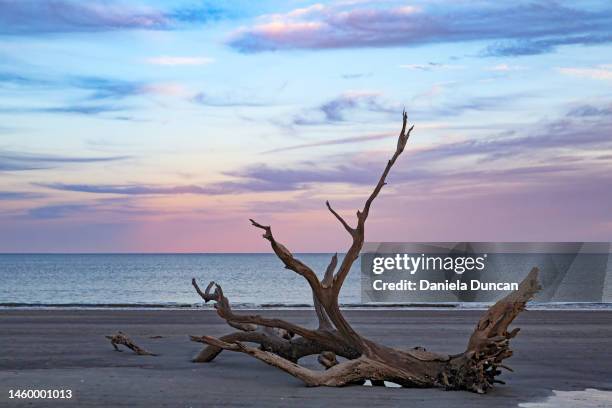 the fallen - driftwood beach, jekyll island - jekyll island stock pictures, royalty-free photos & images