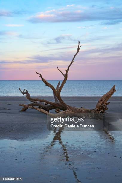 the fallen - driftwood beach, jekyll island - jekyll island stockfoto's en -beelden