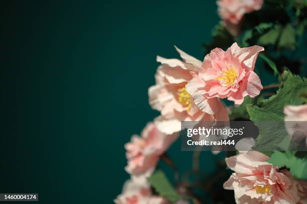 flower with forbidden city in spring - chinese national flower stock pictures, royalty-free photos & images