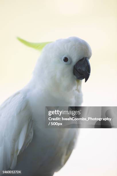 close-up of cockatoo,airlie beach,queensland,australia - cockatoo stock pictures, royalty-free photos & images