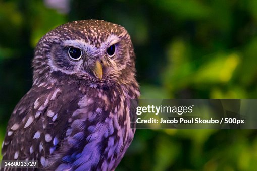 Little owl seen in an owl caf,Tokyo JP,Japan