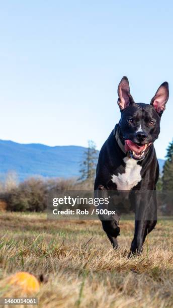 portrait of pit bull terrier running on field against clear sky - american pit bull terrier stock-fotos und bilder