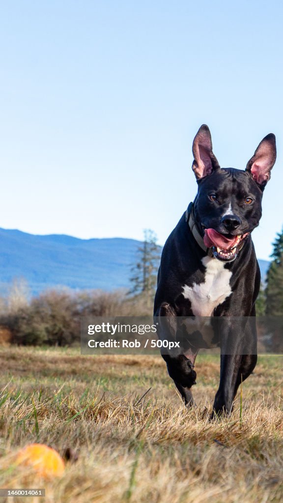 Portrait of pit bull terrier running on field against clear sky