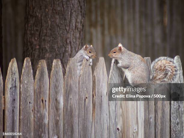 two american red ground squirrel,united states,usa - american red squirrel stock pictures, royalty-free photos & images