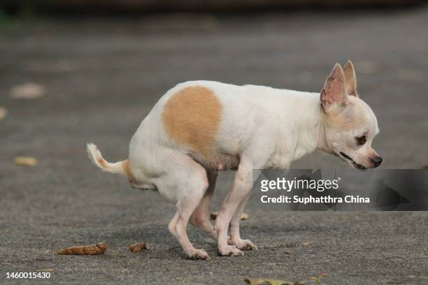 chihuahua dog pooping - chihuahua - dog stockfoto's en -beelden