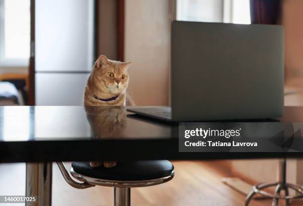 Cat Computer Monitor Cat In Front Of Computer Photos and Premium High Res Pictures - Getty ...