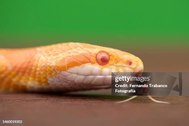 snake tongue - forked tongue stock pictures, royalty-free photos & images