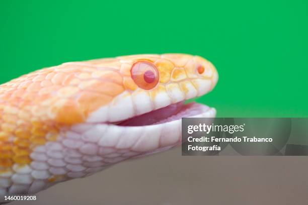 snake smiling - corn snake stockfoto's en -beelden