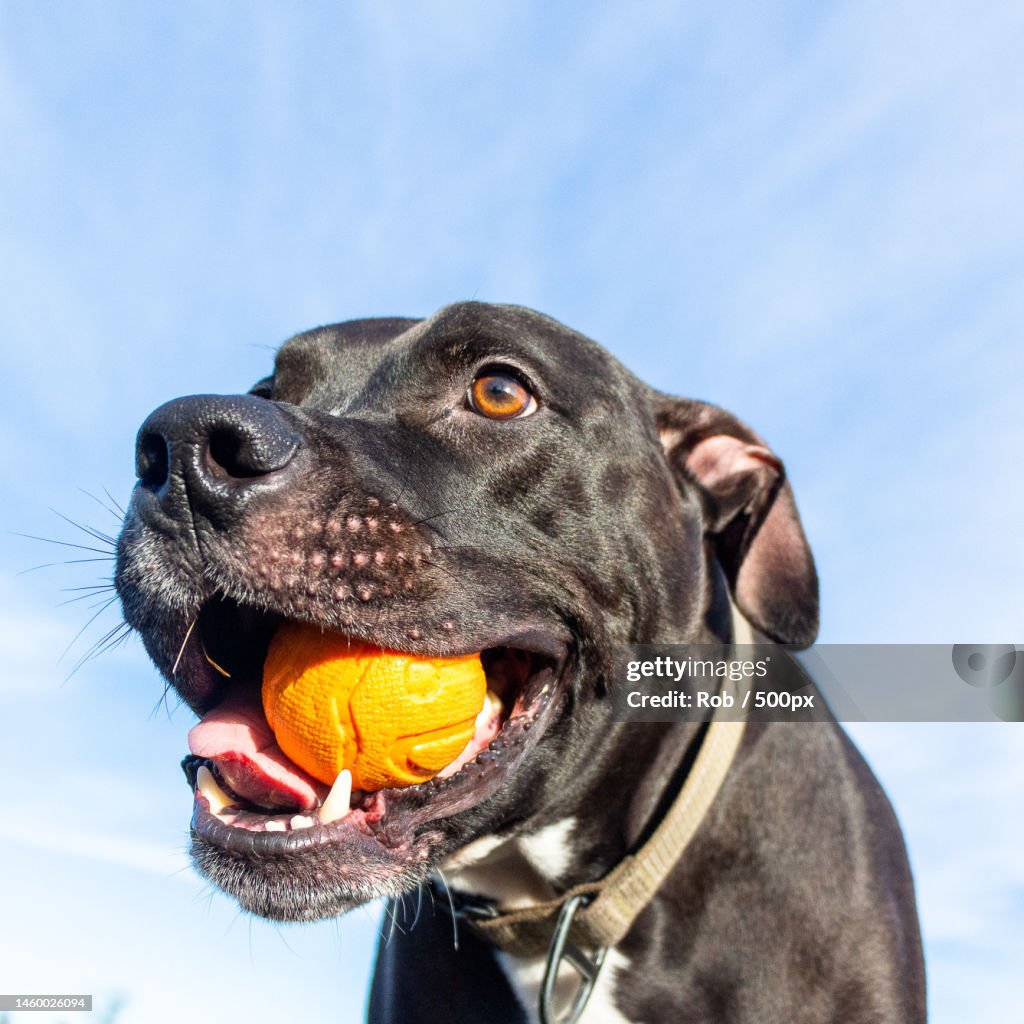 Low angle view of dog against sky