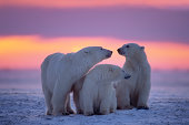 Polar bear with yearling cubs(see others in my portfolio)